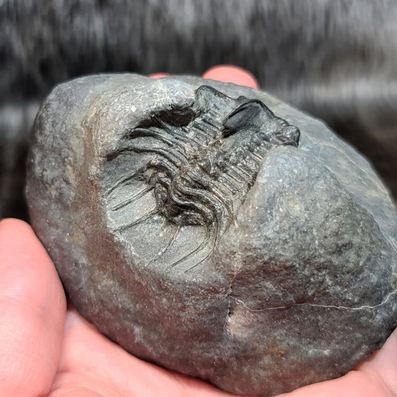 Koneprusia Trilobite Fossil, D