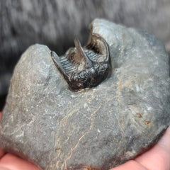 Koneprusia Trilobite Fossil, D