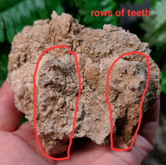 Oreodont Fossil Skull H