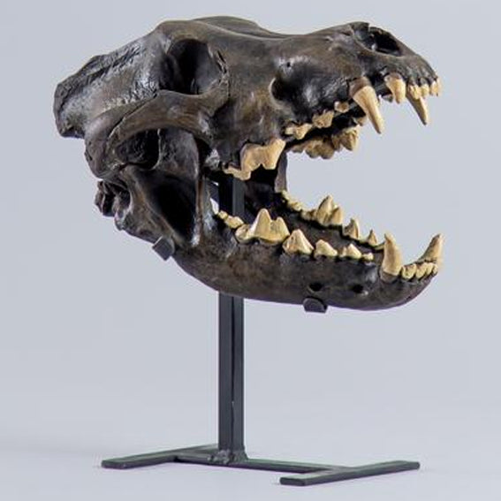 Dire Wolf Fossil Skull (CAST)