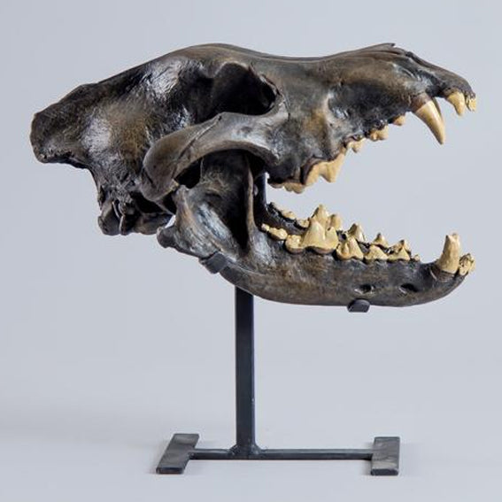 Dire Wolf Fossil Skull (CAST)