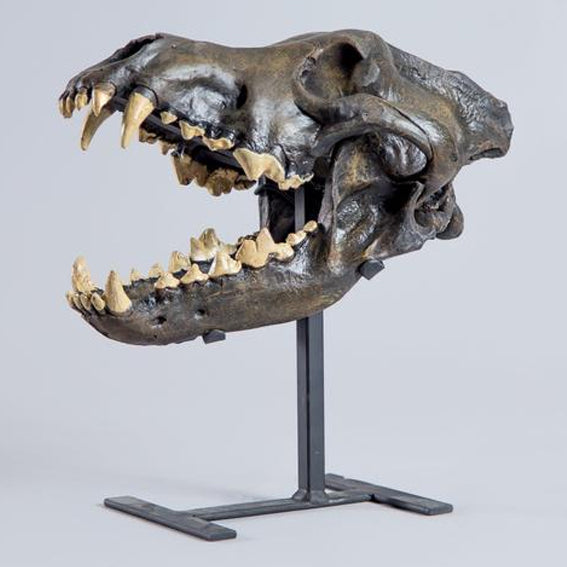 Dire Wolf Fossil Skull (CAST)