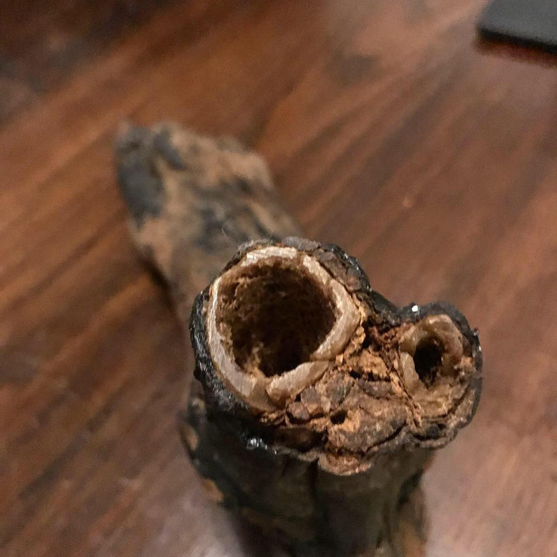 Ancient Egyptian Priest Mummy Hand & Foot