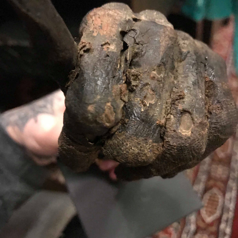 Ancient Egyptian Priest Mummy Hand & Foot