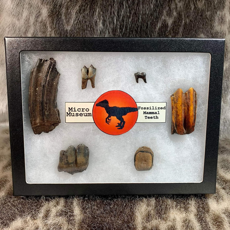 Micro Museum - Mammal Tooth Fossil Set