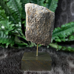 Diplodocus Dinosaur Bone H (4