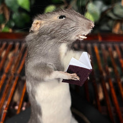 Rat Taxidermy, Reading A Book