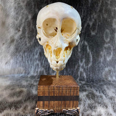 Chacma Baboon Skull, Exploded Skull (Collapsible)