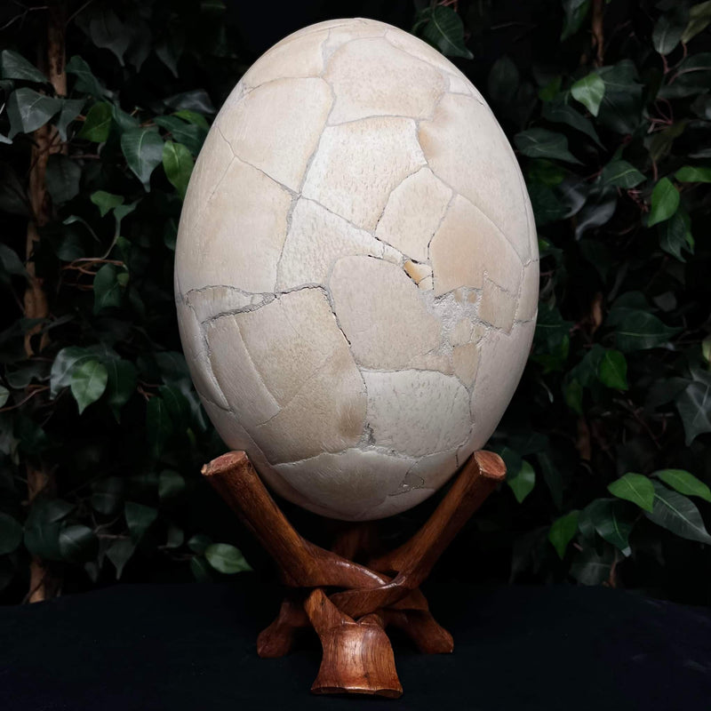 Extinct Elephant Bird Egg (SALE)