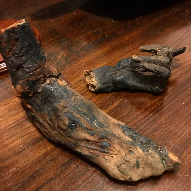 Ancient Egyptian Priest Mummy Hand & Foot