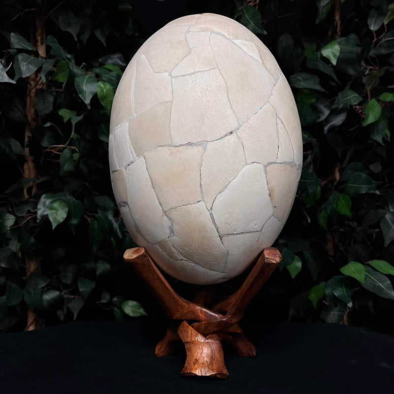 Extinct Elephant Bird Egg (SALE)