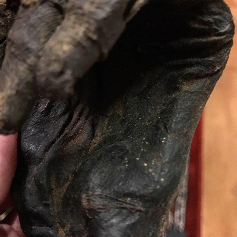 Ancient Egyptian Priest Mummy Hand & Foot
