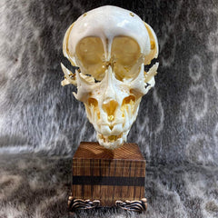 Chacma Baboon Skull, Exploded Skull (Collapsible)