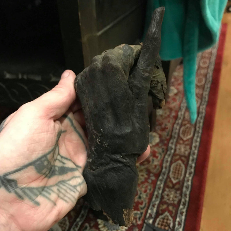 Ancient Egyptian Priest Mummy Hand & Foot