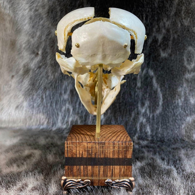 Chacma Baboon Skull, Exploded Skull (Collapsible)