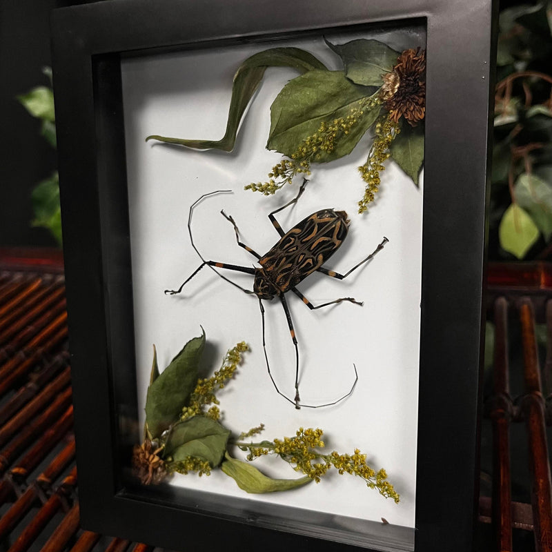 Harlequin Longhorn Beetle (Framed)