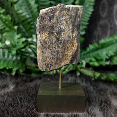 Diplodocus Dinosaur Bone H (4