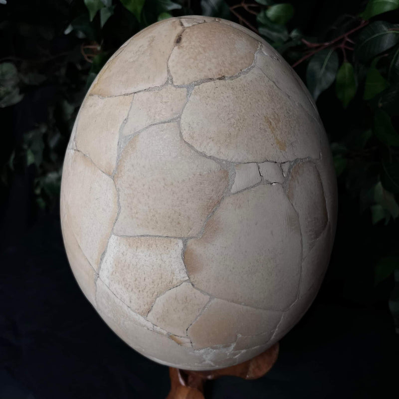 Extinct Elephant Bird Egg (SALE)