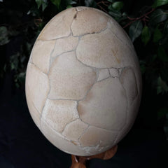 Elephant Bird Egg (SALE)