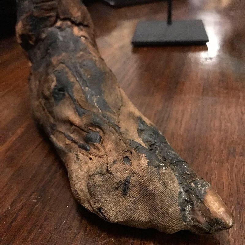Ancient Egyptian Priest Mummy Hand & Foot