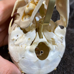 Chacma Baboon Skull, Exploded Skull (Collapsible)