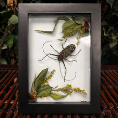 Harlequin Longhorn Beetle (Framed)