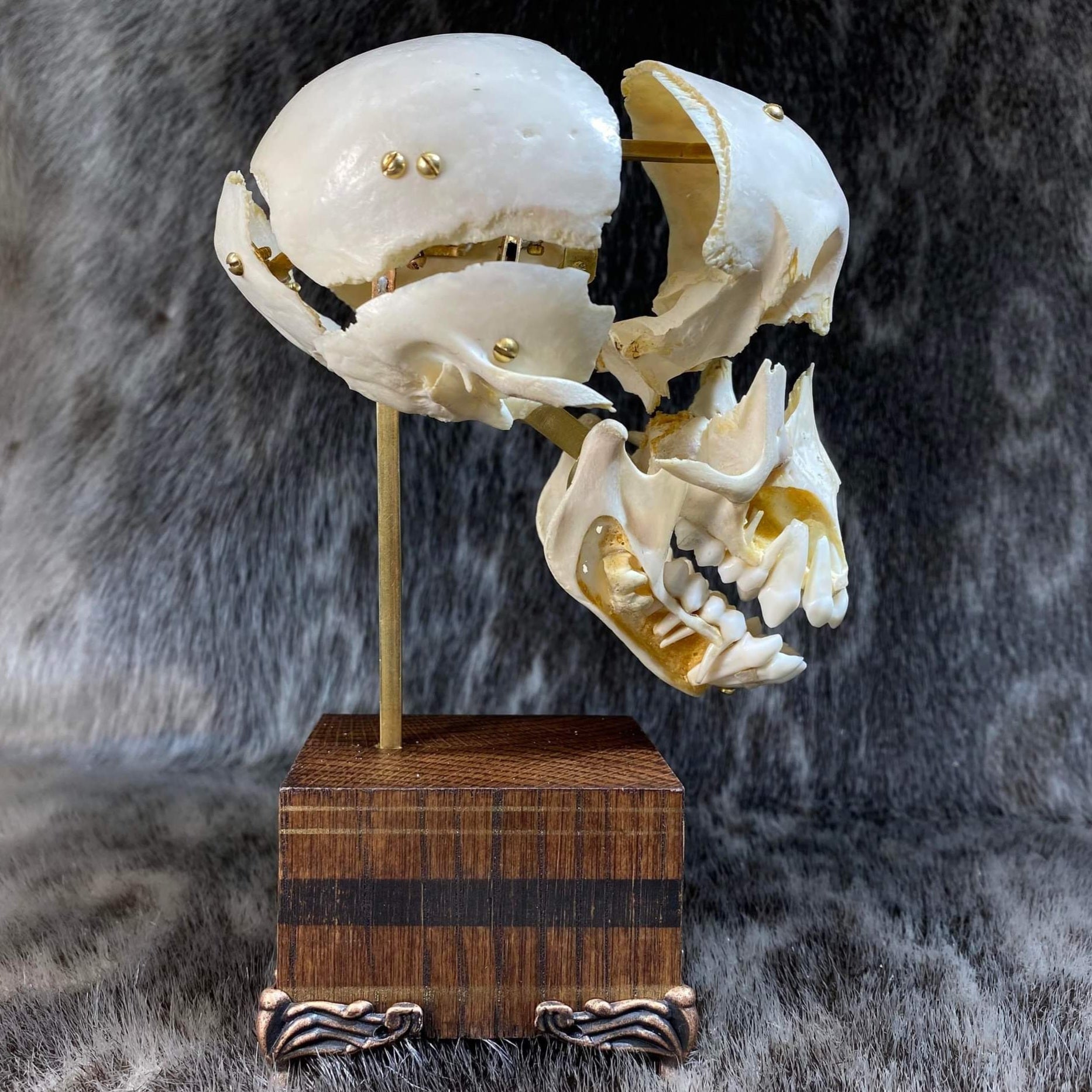 Chacma Baboon Skull, Exploded Skull (Collapsible) | SkullStore Inc.